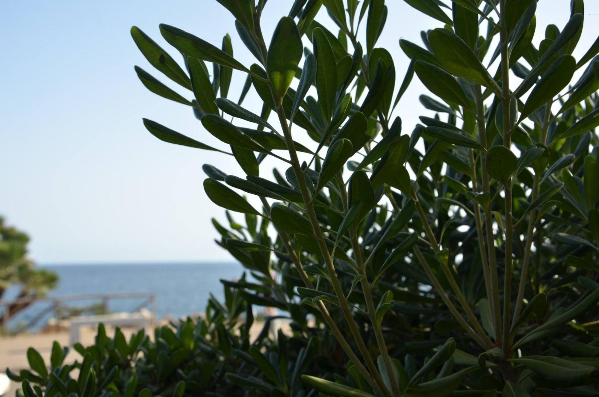 Fantastic Sardinia Villette Con Giardino Fronte Mare Fertilia Faho-Gav01-Gav02 외부 사진